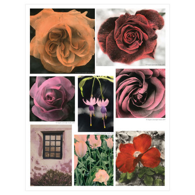 Cottage Garden Transparency 3 by Angela Cartwright