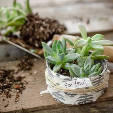 Rescued from the Recyling Bin Succulent Thank-You Gifts