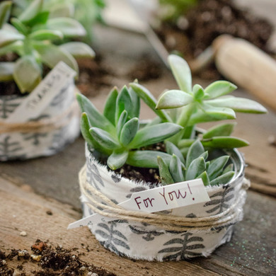 Rescued from the Recyling Bin Succulent Thank-You Gifts